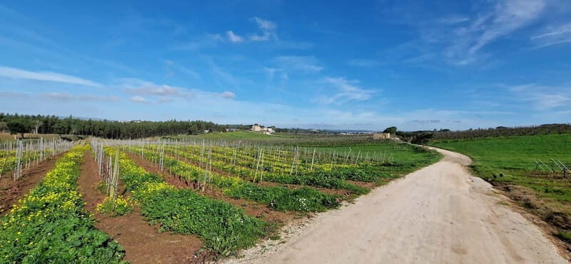 Óbidos to Peniche: Explore the Atlantic Coast E-bike Tour - FAQs
