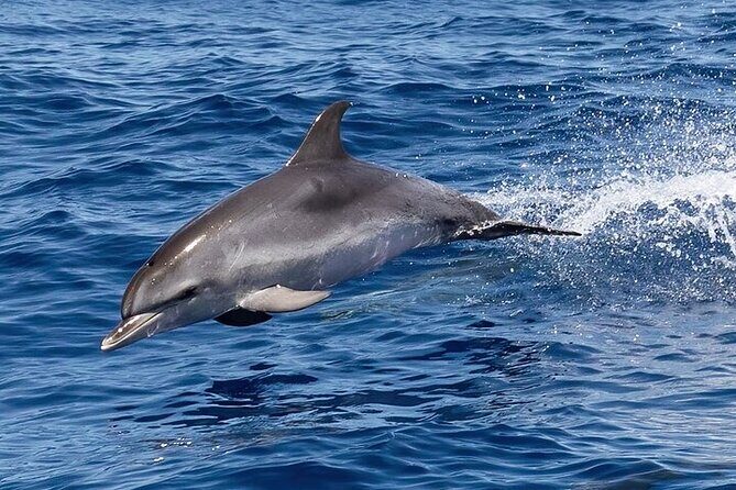Observation DE Marine Mammals Dolphins and Ballenas EN Huatulco - Final Thoughts: Who Will Love This Tour?