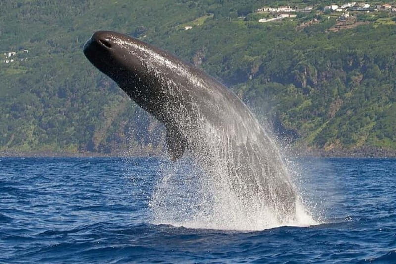 Observation of whales and dolphins in island Pico - Exploring the Tour Details