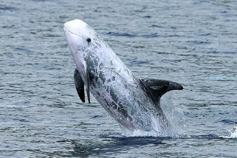 Observation of whales and dolphins in island Pico - The Sum Up: Why This Tour Is a True Marine Adventure