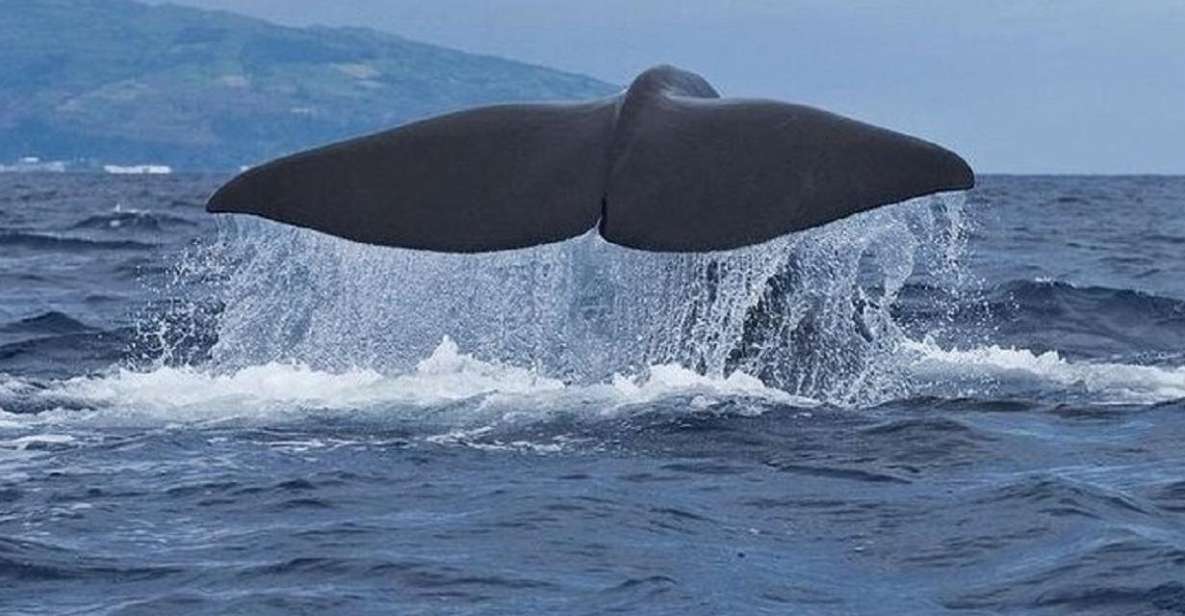 Observation of Whales and Dolphins in the Peak - Key Points