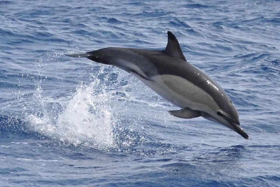 Observation of Whales and Dolphins in the Peak - Pricing and Duration