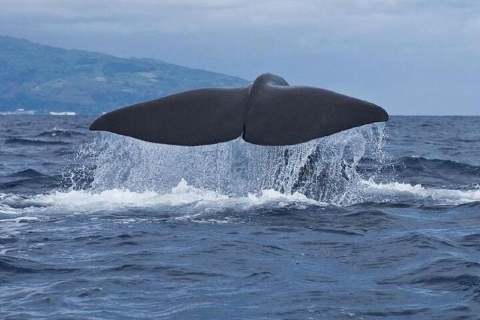 Observation of Whales and Dolphins in the Peak - Language Options