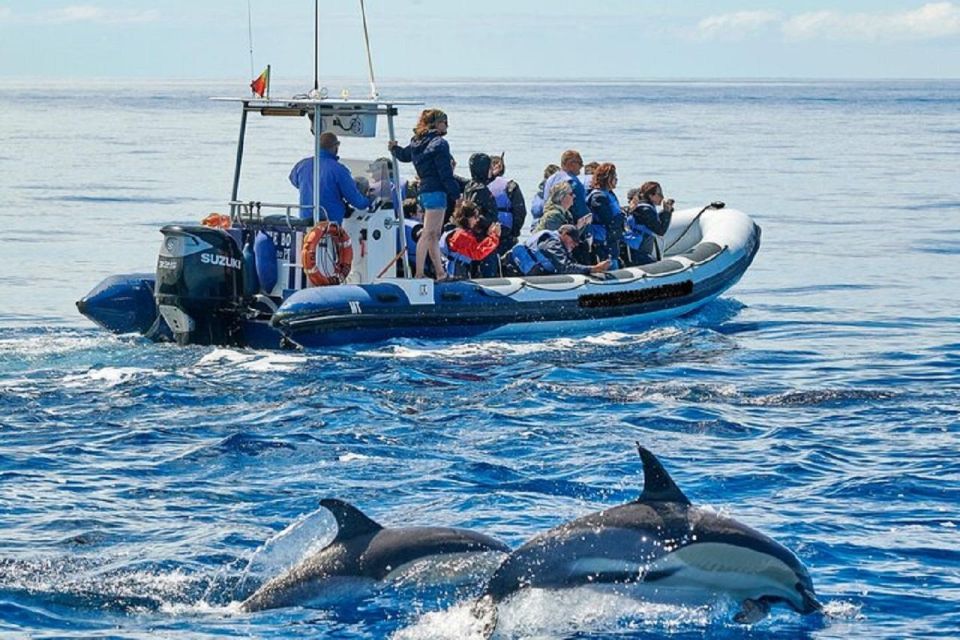 Observation of Whales and Dolphins in the Peak - Highlights of the Experience