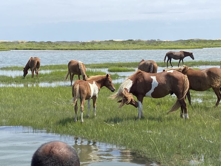 Ocean City: Assateague Island Morning Cruise - Getting to Pier 23