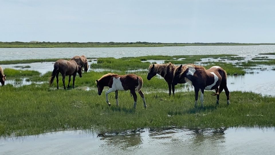 Ocean City: Assateague Island Morning Cruise - Additional Tips