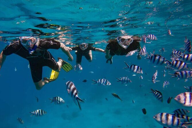 Ocean Discovery and Snorkelling in Tahiti - Key Points