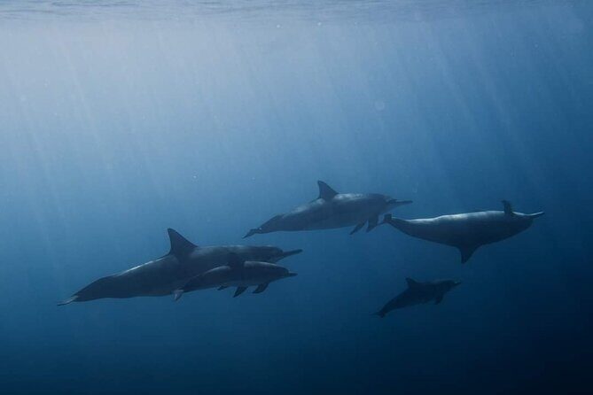 Ocean Discovery and Snorkelling in Tahiti - Final Thoughts: Who Should Book This Tour?