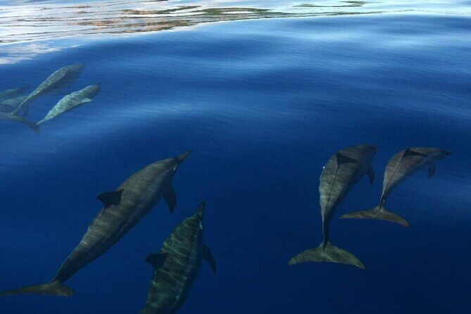 Ocean Discovery and Snorkelling in Tahiti - Frequently Asked Questions