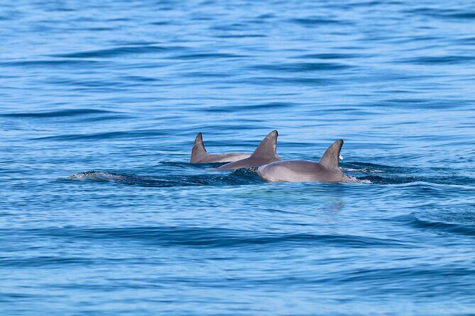 Ocean Explorer Tour from Lake Macquarie - The Sum Up