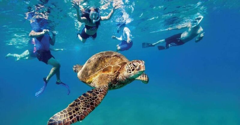 Ocean Reef Snorkeling and Paddleboarding - What You Can Expect from the Tour