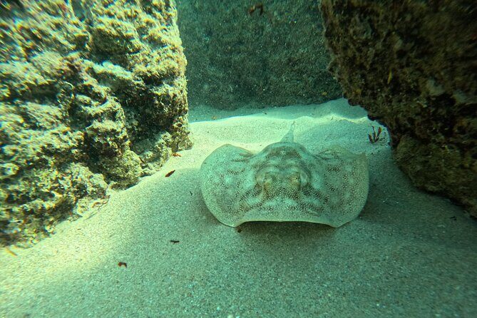 Ocean Ridge Snorkeling and Freediving Activity - Reviews and Real Experiences