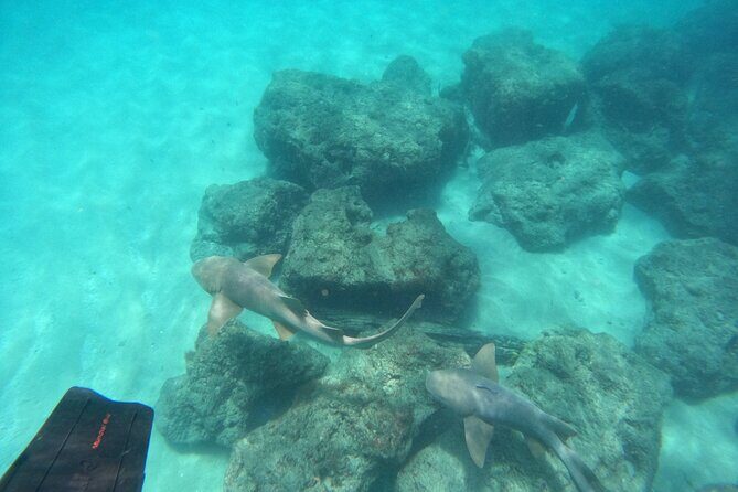 Ocean Ridge Snorkeling and Freediving Activity - Who Will Love This Tour?