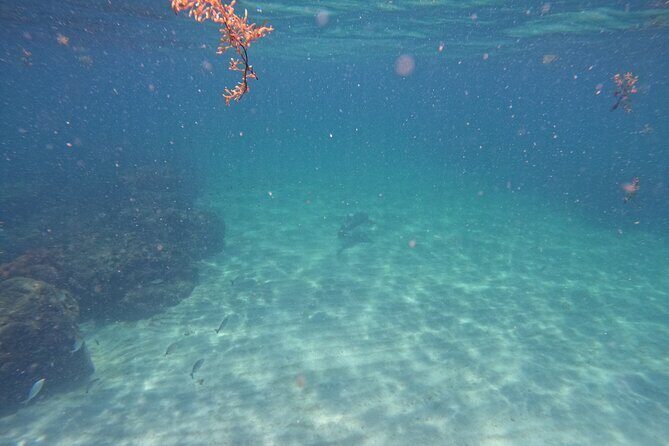 Ocean Ridge Snorkeling and Freediving Activity - FAQ