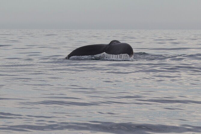 Ocean Safari in San Jose del Cabo - The Real Value of the Tour