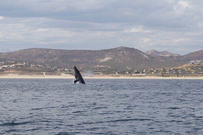 Ocean Safari in San Jose del Cabo - Who Will Love This Experience?