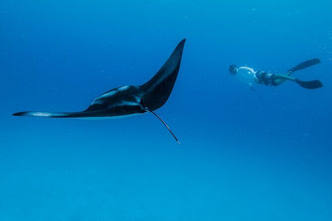 Ocean Safari: Orcas, Whales & Baja's Ocean Giants Adventure - The Practicalities: What You Need to Know