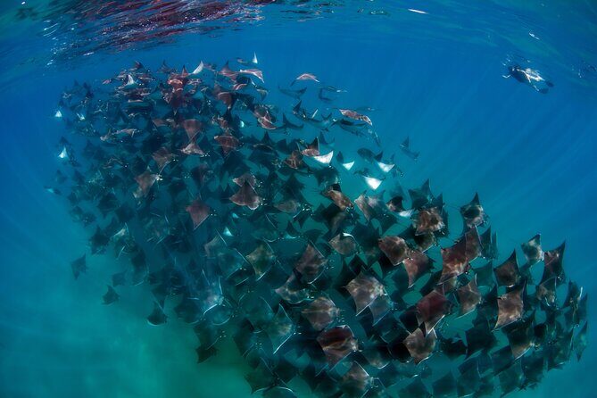 Ocean Safari: Orcas, Whales & Baja's Ocean Giants Adventure - Authentic, Educative, and Exciting: Who Will Love This Tour?