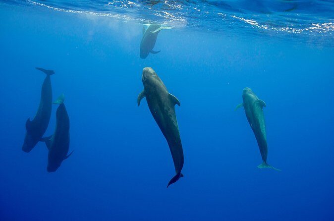 Ocean Safari: Orcas, Whales & Baja's Ocean Giants Adventure - Final Thoughts: Is It Worth It?