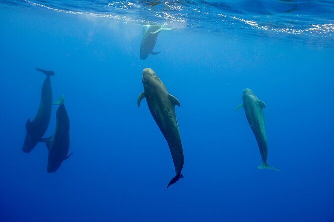 Ocean Safari: Orcas, Whales & Baja's Ocean Giants Adventure - FAQ