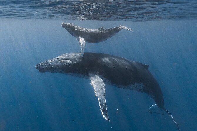 Ocean safari, snorkel with pelagic animals - Key Points