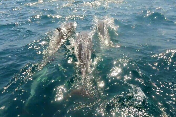 Ocean safari, snorkel with pelagic animals - What to Expect and Practical Details