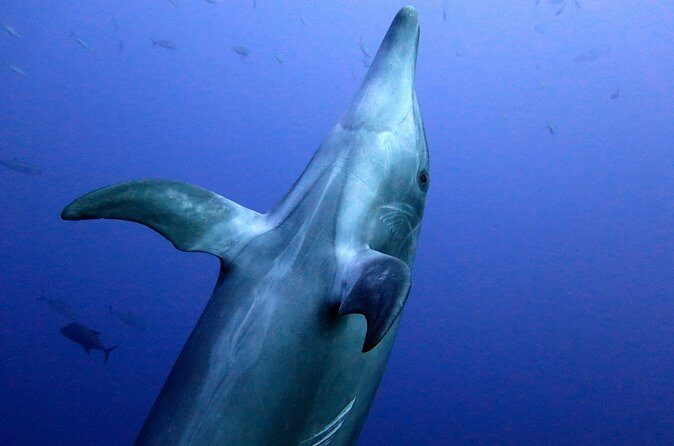 Ocean safari, snorkel with pelagic animals - The Bottom Line