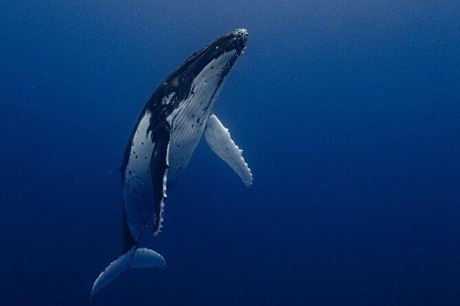 Ocean Safari Tour in Cabo San Lucas - Ocean Safari Tour in Cabo San Lucas: A Deep Dive into Marine Wonders