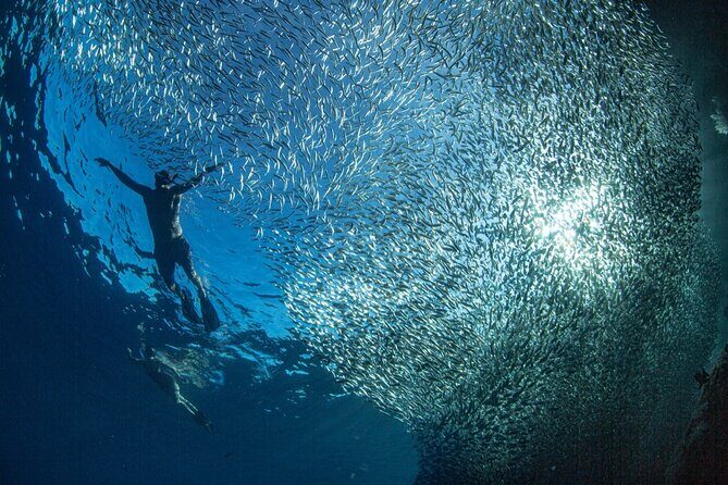 Ocean Safari Tour in Cabo San Lucas - Who Would Love This?  