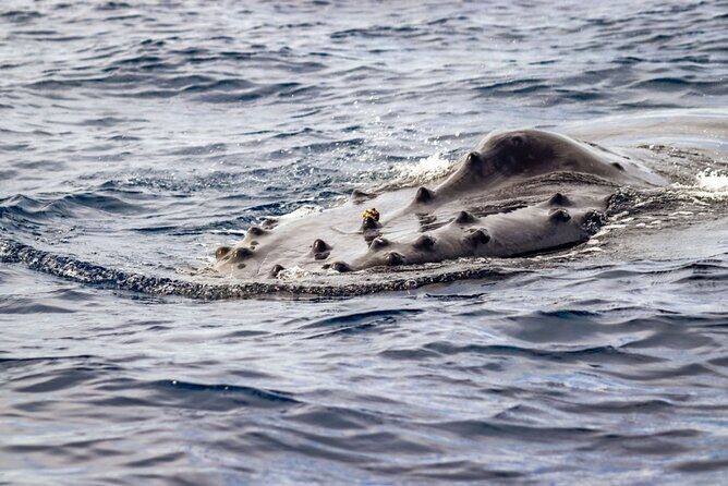 Ocean Safari Tour in Cabo San Lucas - Frequently Asked Questions  