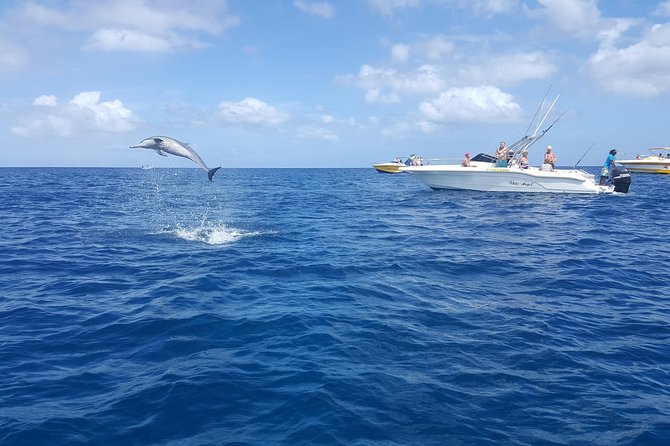 Ocean Swim With Dolphins - Tips for a Successful Swim