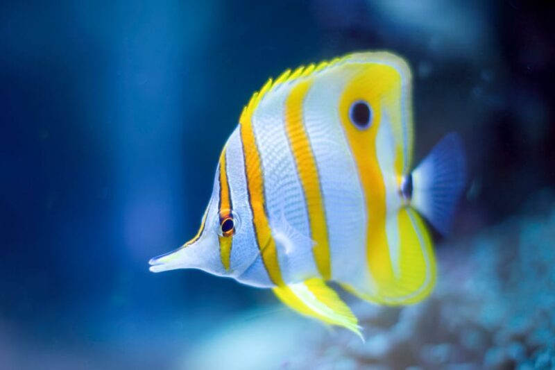 Oceanographic Museum of Monaco Ticket - The Sum Up: Who Will Love This Museum?