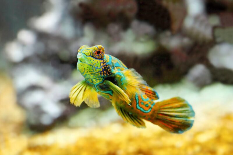 Oceanographic Museum of Monaco Ticket - FAQs