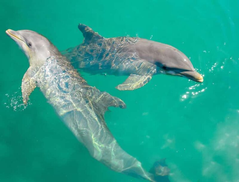 Ocho Rios: Dolphin Cove and Dunn's River Falls from Mobay - Who Should Consider This Tour?