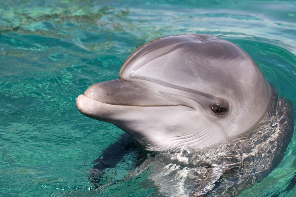 Ocho Rios: Full-Day at Dolphin Cove & Swim With the Dolphins - Dolphin Swim Experience Highlights