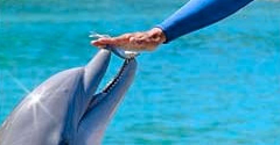 Ocho Rios: Half Day Dolphin Training - Overview of the Experience