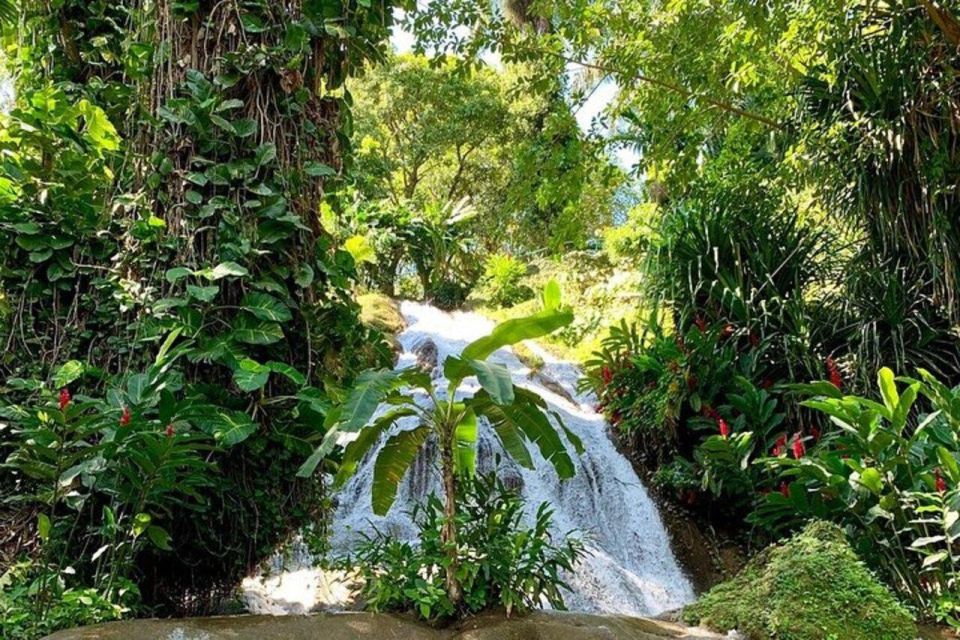 Ocho Rios: Taste of Jamaica Food Tour - Breadnut Hill Culture