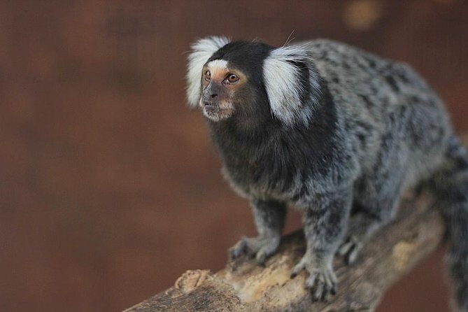 Of Monterrey Biopark Star - Final Thoughts: Who Should Consider This Tour?