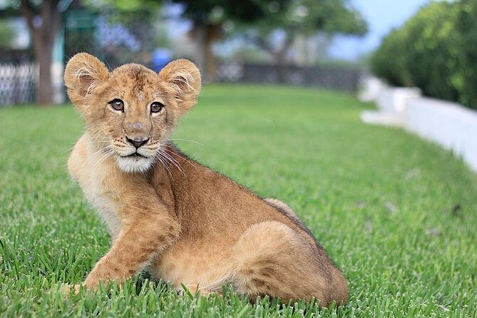 Of Monterrey Biopark Star - FAQ