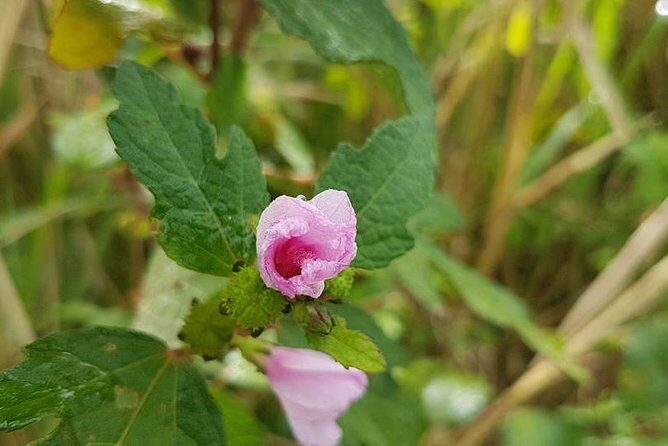 Off Road Rain Forest 4X4 Drive in St. Kitts - The Itinerary in Depth