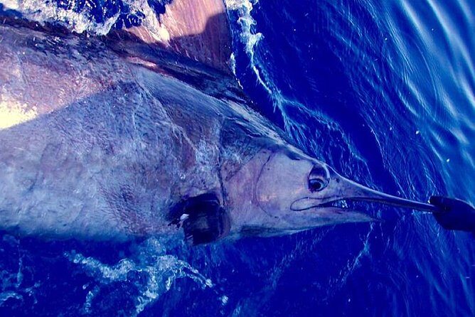 Offshore Sport & Flyfishing - 7 hours - Final Thoughts: Is This Tour For You?