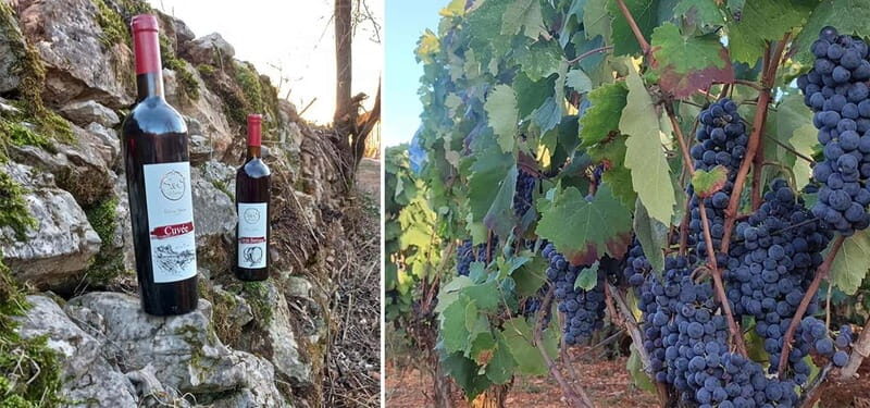 Ohrid - Wine Tasting Experience at S&S Winery - Authenticity and Atmosphere