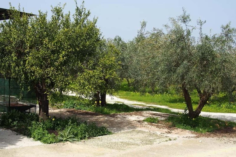 Oil Mill and Agro-Food Market from Costa del Sol - The Tour Itinerary: A Closer Look