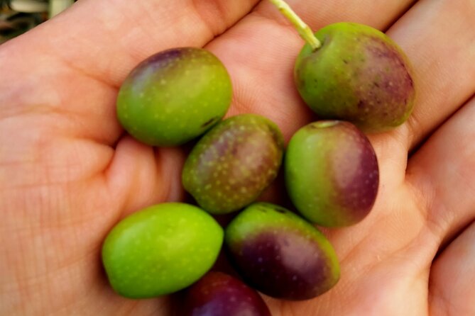 Oil Mill Private Tour With Guided Oil Tasting - Visitor Questions