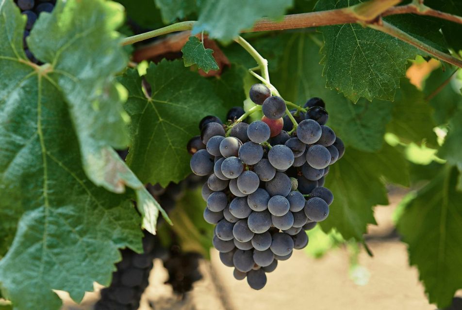 Oil & Wine Tasting - The Historical Venue