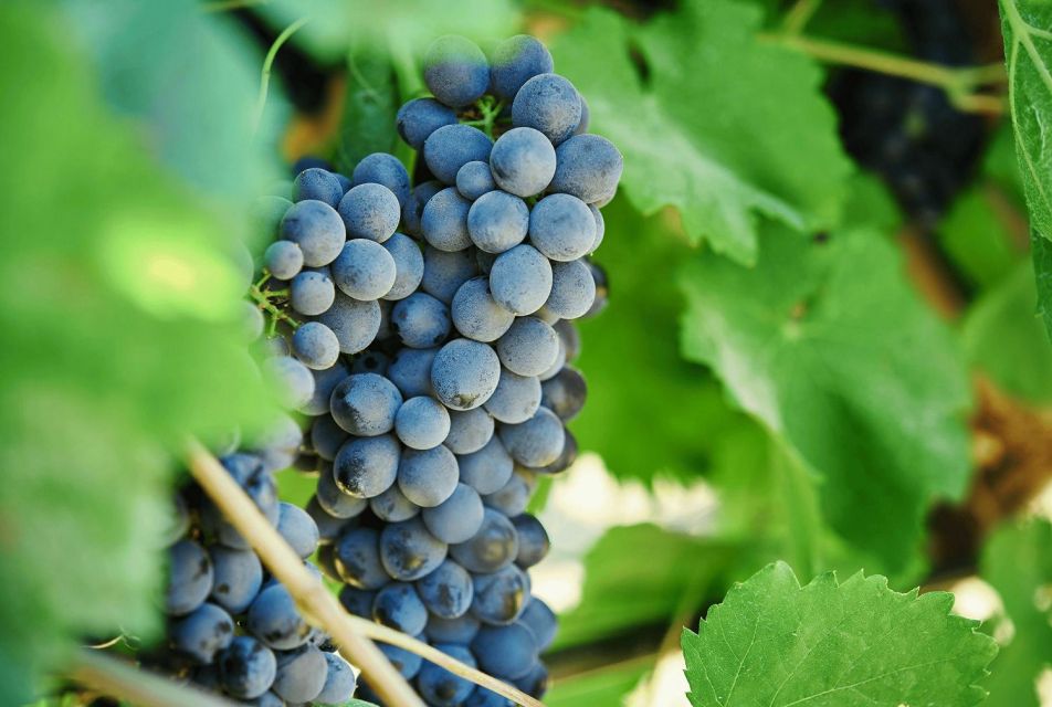Oil & Wine Tasting - Customer Reviews and Feedback
