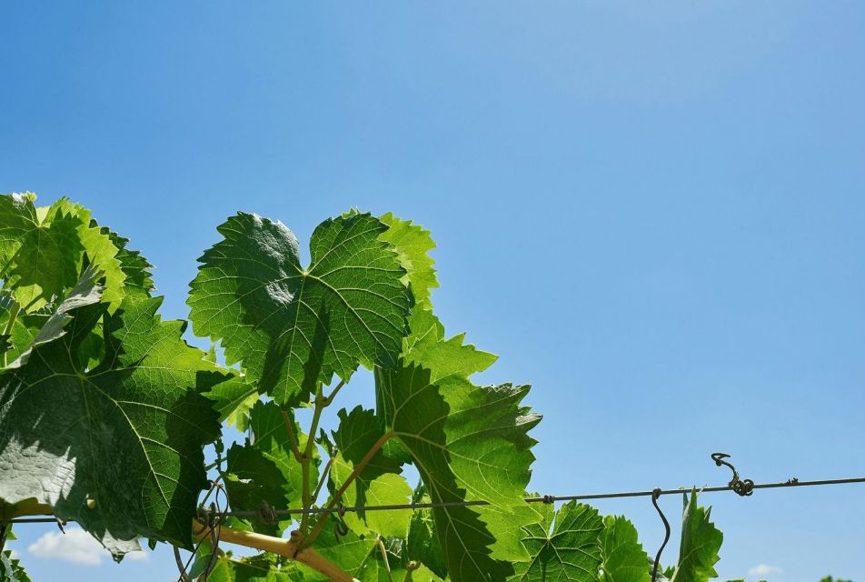 Oil & Wine Tasting - Tips for a Great Visit
