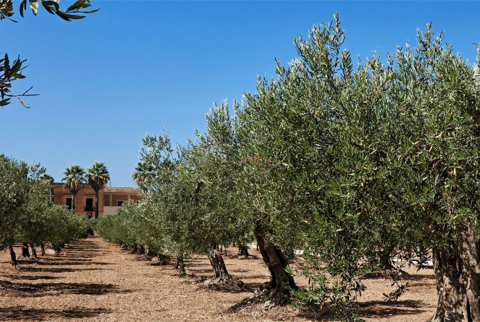 Oil & Wine Tasting - Exploring Sicilian Traditions
