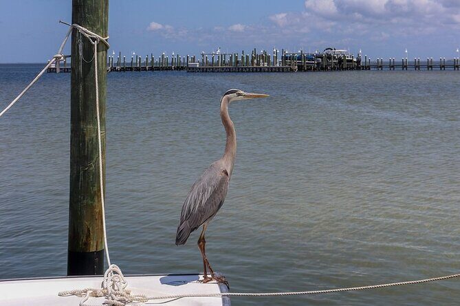 Okaloosa Island Half Day Triple Slide Pontoon Boat Adventure - Who Should Consider This Tour?