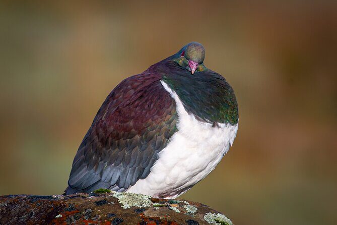 Okarito Nature Tour - Why This Tour Works for Different Travelers